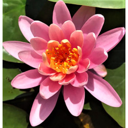 Nymphaea 'Firecrest' Nymphaea 'Firecrest'