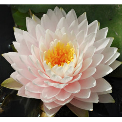 Nymphaea 'Gloire du Temple-sur-Lot' Nymphaea 'Gloire du Temple-sur-Lot'