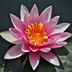 Nymphaea alba var. 'Rubra' Nymphaea alba var. 'Rubra'