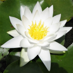 Nymphaea odorata 'Alba' Nymphaea odorata 'Alba'