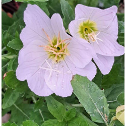 Oenothera speciosa 'Alba'