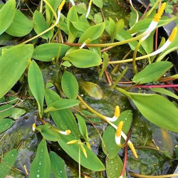 Orontium aquaticum Orontium aquaticum
