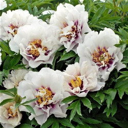 Paeonia 'Itoh Cora Louise' Paeonia 'Itoh Cora Louise'