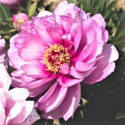 Paeonia 'Itoh First Arrival' Paeonia 'Itoh First Arrival'