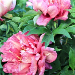 Paeonia 'Itoh Hillary' Paeonia 'Itoh Hillary'