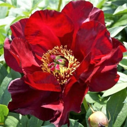 Paeonia 'Itoh Scarlet Heaven' Paeonia 'Itoh Scarlet Heaven'