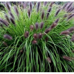 Pennisetum alopecuroides 'Moudry'