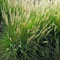 Pennisetum 'Fairy Tails' Pennisetum 'Fairy Tails'