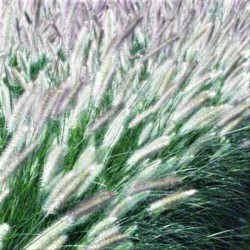 Pennisetum alopecuroides 'Foxtrot'