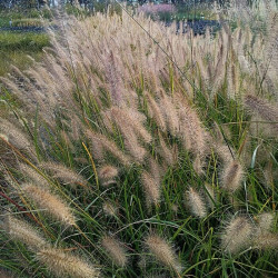Pennisetum alopecuroides 'Hameln' Pennisetum alopecuroides 'Hameln'