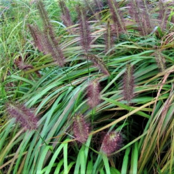 Pennisetum alopecuroides 'Viridescens'