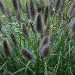 Pennisetum alopecuroides 'Black Beauty'