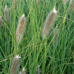 Pennisetum alopecuroides 'Japonicum'