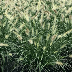 Pennisetum alopecuroides 'Cassian' Pennisetum alopecuroides 'Cassian'