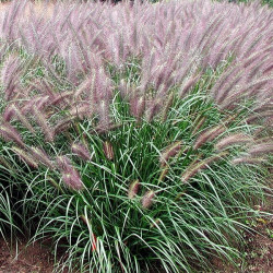Pennisetum alopecuroides 'Red Head' Pennisetum alopecuroides 'Red Head'