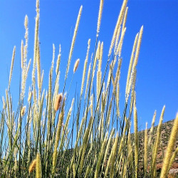Pennisetum macrourum Pennisetum macrourum