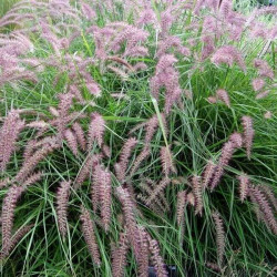 Pennisetum orientale 'Flamingo' Pennisetum orientale 'Flamingo'