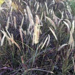 Pennisetum setaceum 'Rubrum' Pennisetum setaceum 'Rubrum'