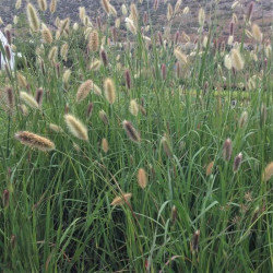 Pennisetum thunbergii 'Red Buttons' Pennisetum thunbergii 'Red Buttons'
