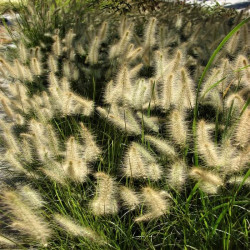 Pennisetum villosum Pennisetum villosum