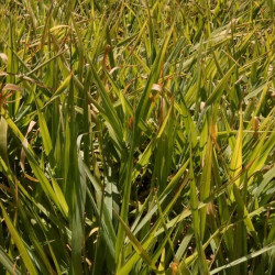 Phalaris arundinaceae 'Arctic Sun'