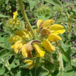 Phlomis bourgaei