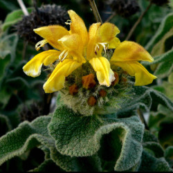 Phlomis monocephala