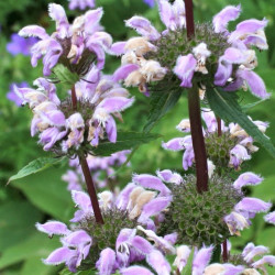 Phlomis samia