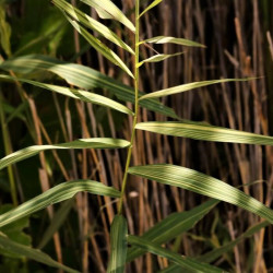 Phragmites australis 'Variegatus' Phragmites australis 'Variegatus'