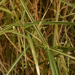Phragmites karka 'Variegata' Phragmites karka 'Variegata'