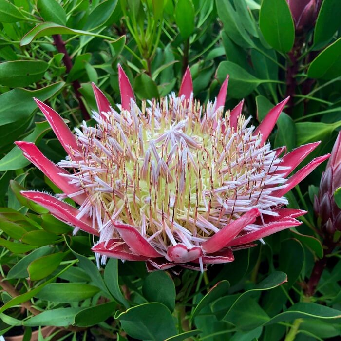 Protea cynaroides 'Mini King'