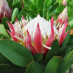 Protea cynaroides 'Little Prince'