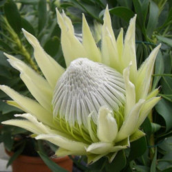 Protea cynaroides 'White Crown'
