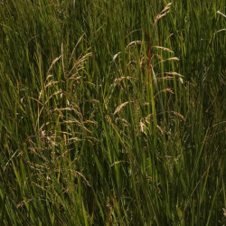 Panicum virgatum Panicum virgatum