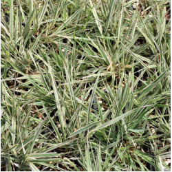 Phalaris arundinacea 'Picta' Phalaris arundinacea 'Picta'