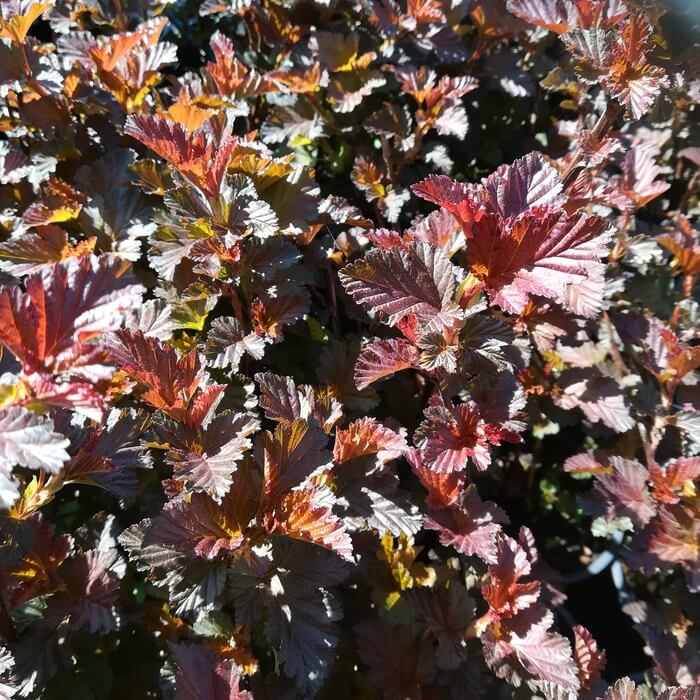 Physocarpus opulifolius 'Lady in Red'