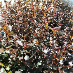 Physocarpus opulifolius 'Red Baron'