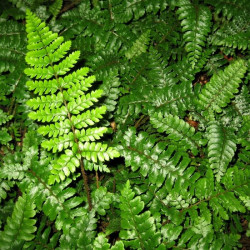 Polystichum polyblepharum Polystichum polyblepharum