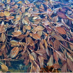 Potamogeton crispus Potamogeton crispus