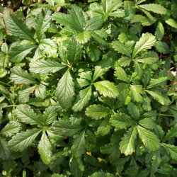 Potentilla reptans