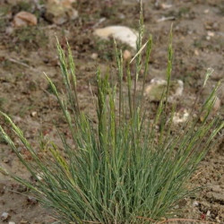 Puccinellia festuciformis Puccinellia festuciformis