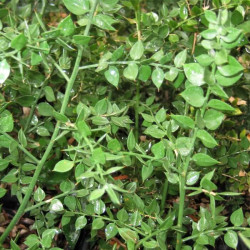 Ruscus aculeatus Ruscus aculeatus