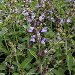 Salvia africana-caerulea Salvia africana-caerulea