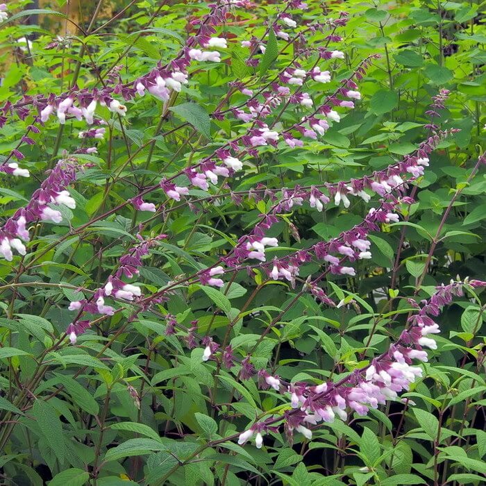 Salvia leucantha 'Waverly' Salvia leucantha 'Waverly'
