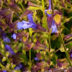 Salvia 'African Sky' Salvia 'African Sky'