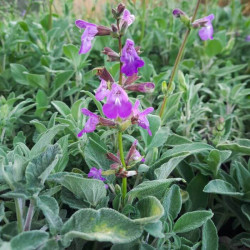 Salvia 'Amparito' Salvia 'Amparito'