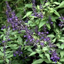 Salvia 'Anthony Parker' Salvia 'Anthony Parker'