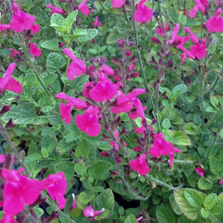 Salvia jamensis 'Cherry Pie' Salvia jamensis 'Cherry Pie'