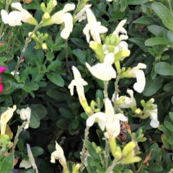 Salvia jamensis 'Clotted Cream' Salvia jamensis 'Clotted Cream'
