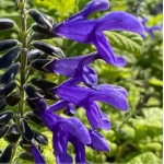 Salvia guaranitica 'Costa Rica Blue'